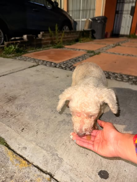 Dog sighting photo