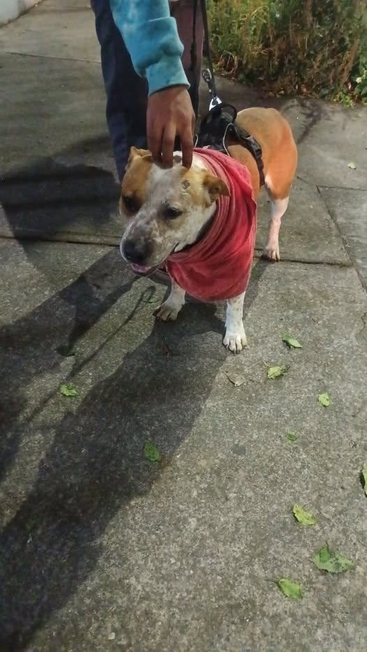 Dog sighting photo