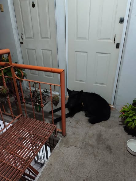 Dog sighting photo