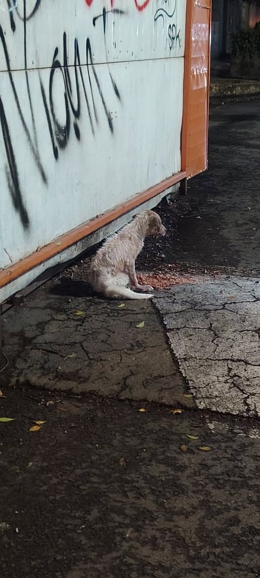 Dog sighting photo
