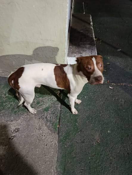 Dog sighting photo
