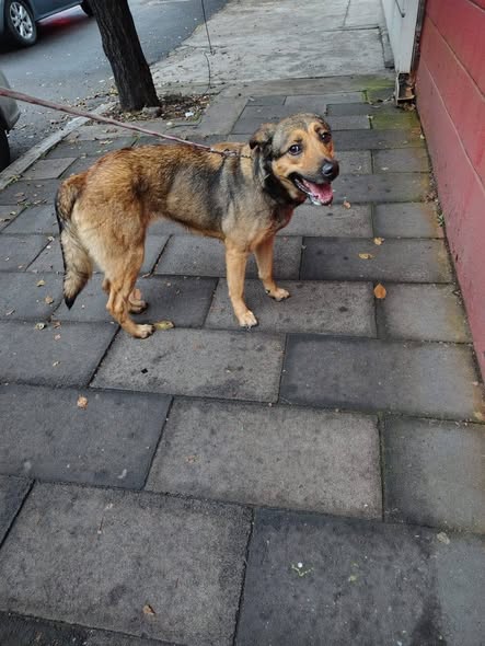 Foto del avistamiento de perro