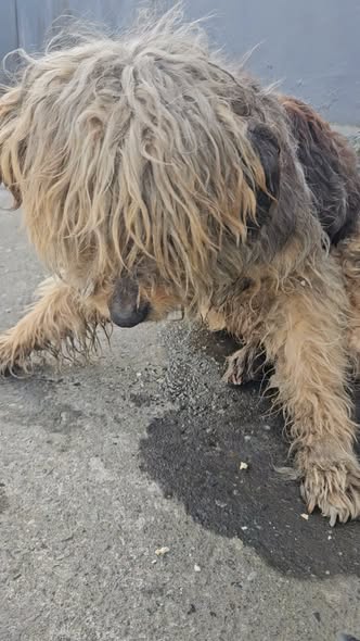 Dog sighting photo