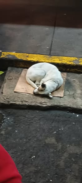 Foto del avistamiento de perro