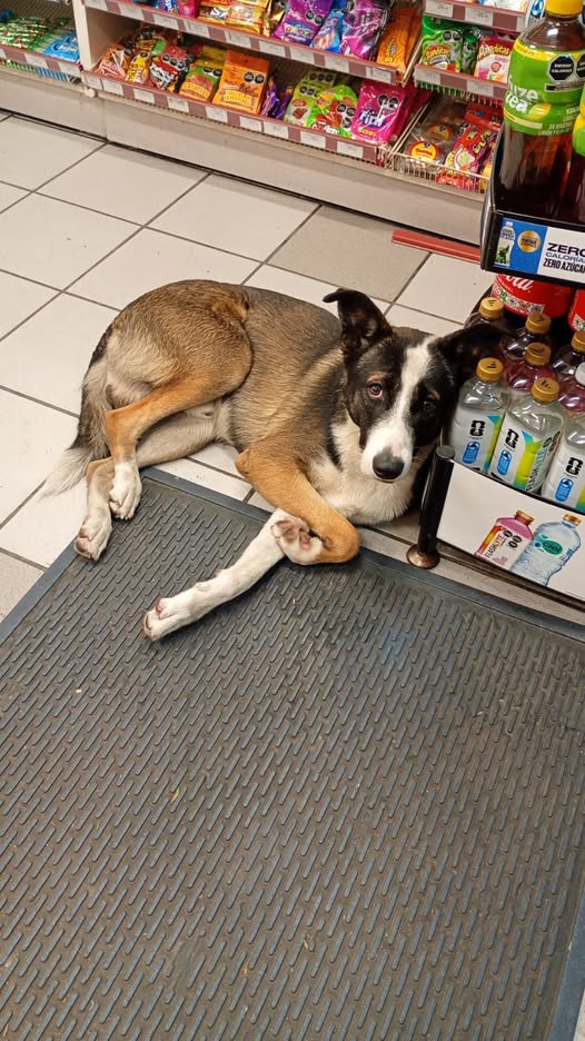 Dog sighting photo