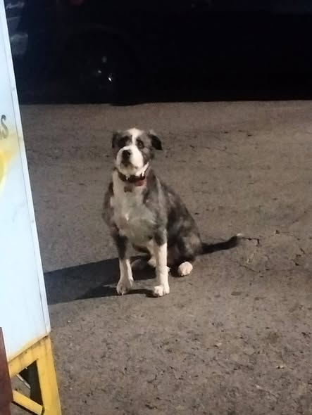Foto del avistamiento de perro