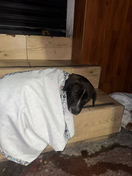Foto del avistamiento de perro
