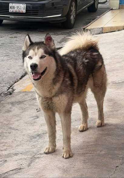 Foto del avistamiento de perro
