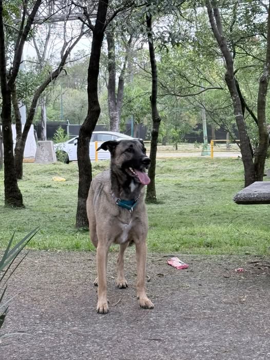 Foto del avistamiento de perro