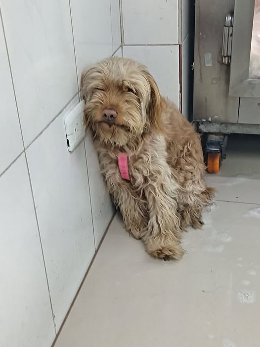 Dog sighting photo