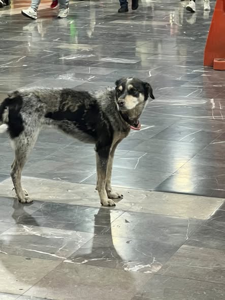 Dog sighting photo