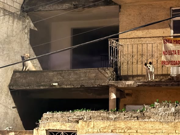 Foto del avistamiento de perro