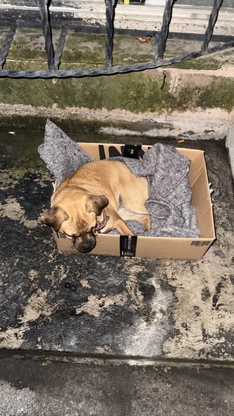 Dog sighting photo