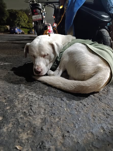 Foto del avistamiento de perro
