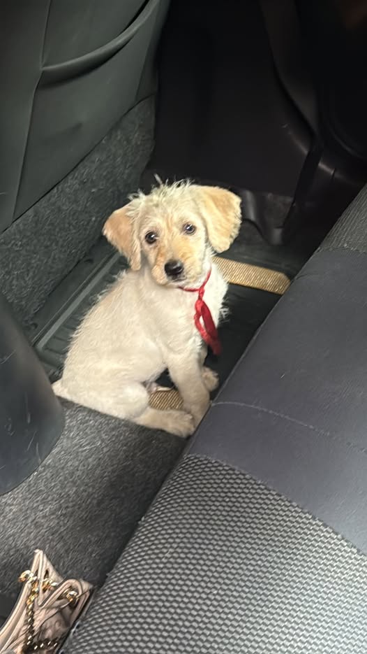 Dog sighting photo
