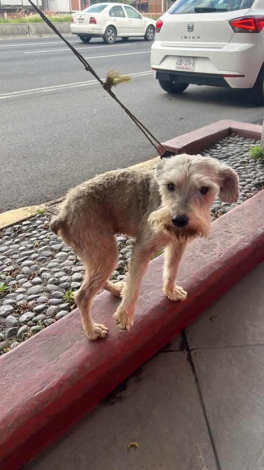 Dog sighting photo