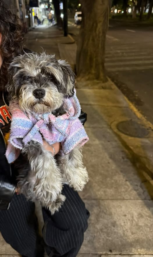 Foto del avistamiento de perro