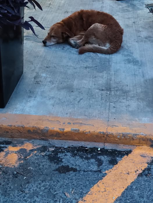 Foto del avistamiento de perro