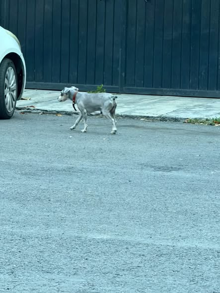 Foto del avistamiento de perro
