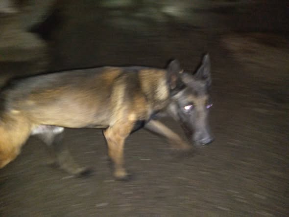 Dog sighting photo