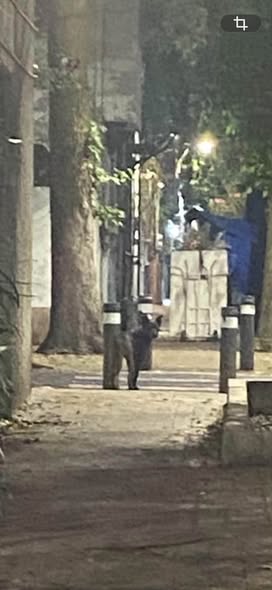 Foto del avistamiento de perro