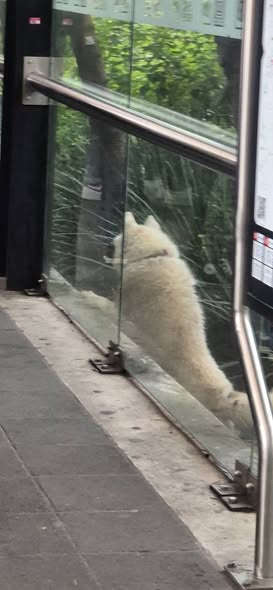 Foto del avistamiento de perro