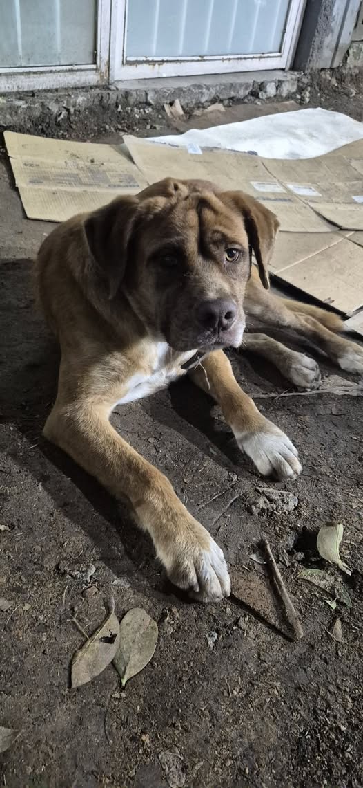 Dog sighting photo