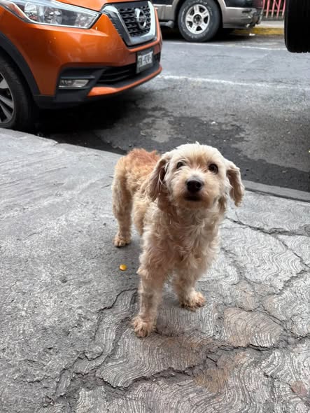 Foto del avistamiento de perro
