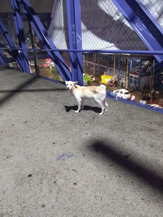 Foto del avistamiento de perro