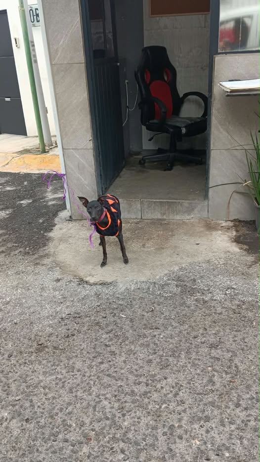 Dog sighting photo