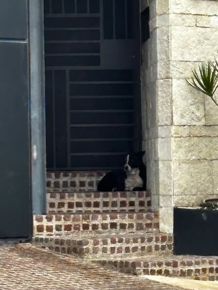 Foto del avistamiento de perro