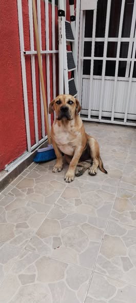 Dog sighting photo