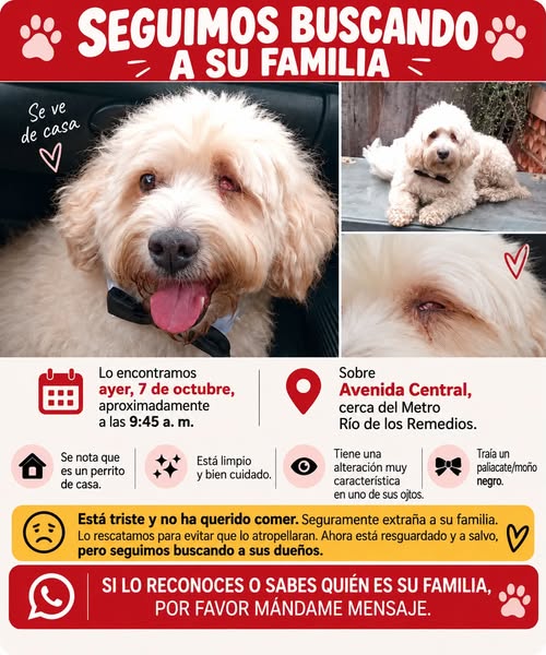 Foto del avistamiento de perro