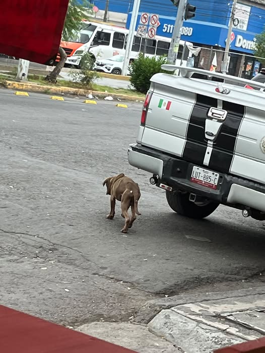 Foto del avistamiento de perro