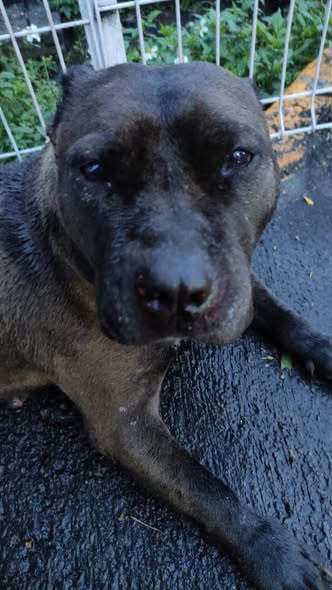 Dog sighting photo