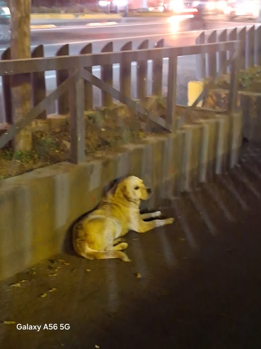 Dog sighting photo