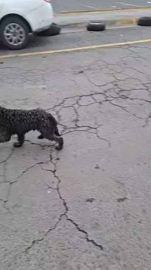 Foto del avistamiento de perro