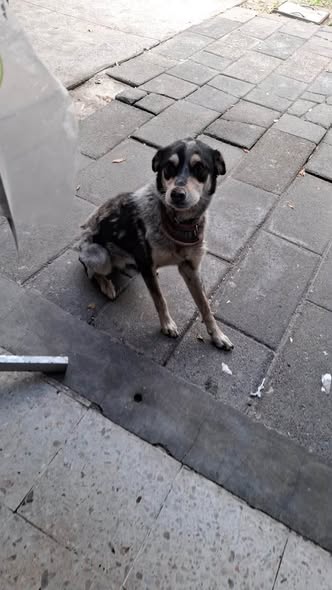 Dog sighting photo