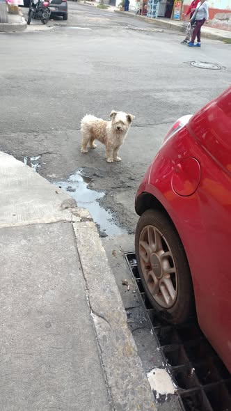 Dog sighting photo