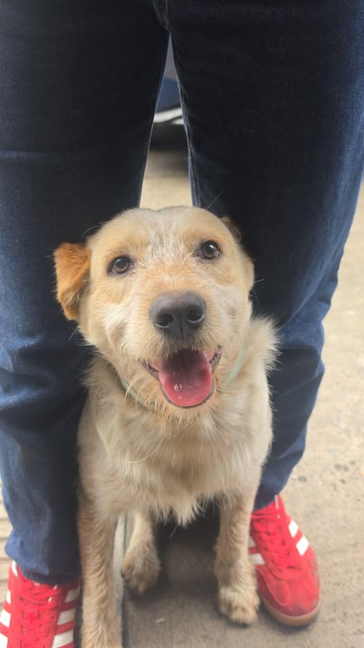 Foto del avistamiento de perro