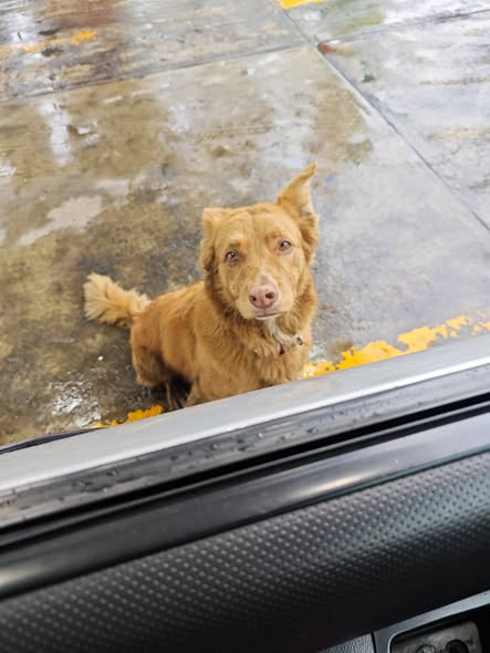Foto del avistamiento de perro