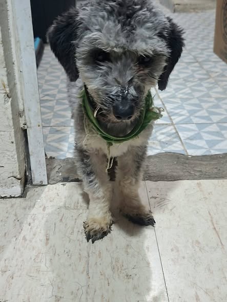 Foto del avistamiento de perro