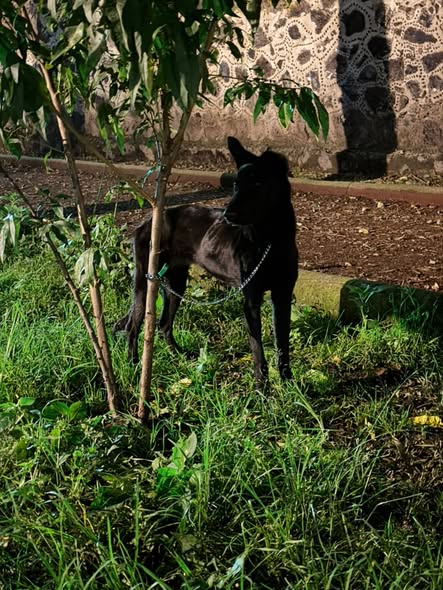 Dog sighting photo