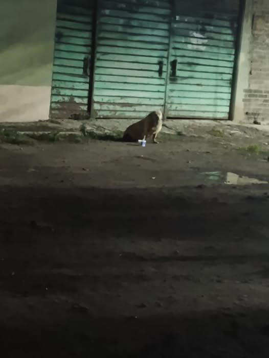 Foto del avistamiento de perro