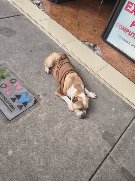 Dog sighting photo