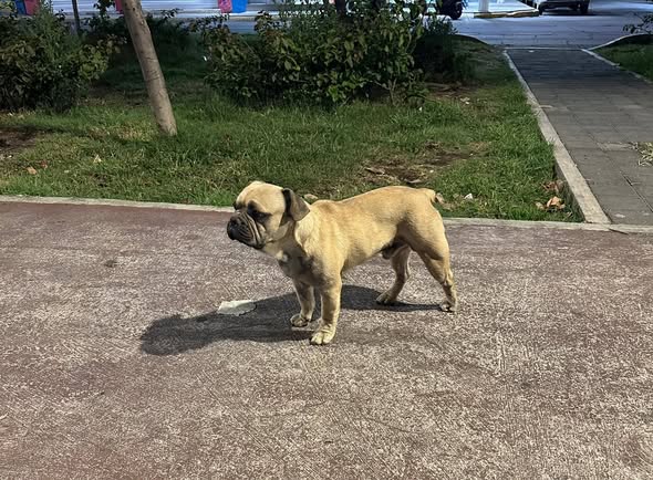 Dog sighting photo