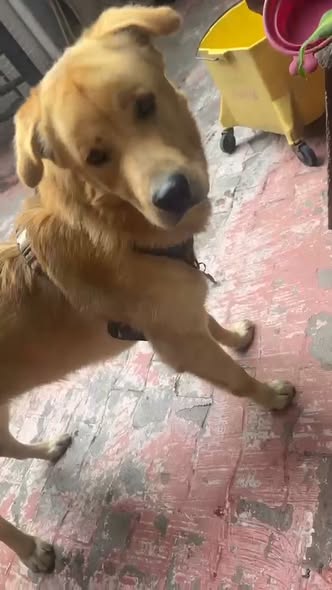 Dog sighting photo
