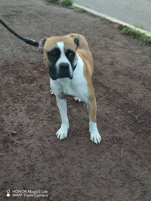 Foto del avistamiento de perro