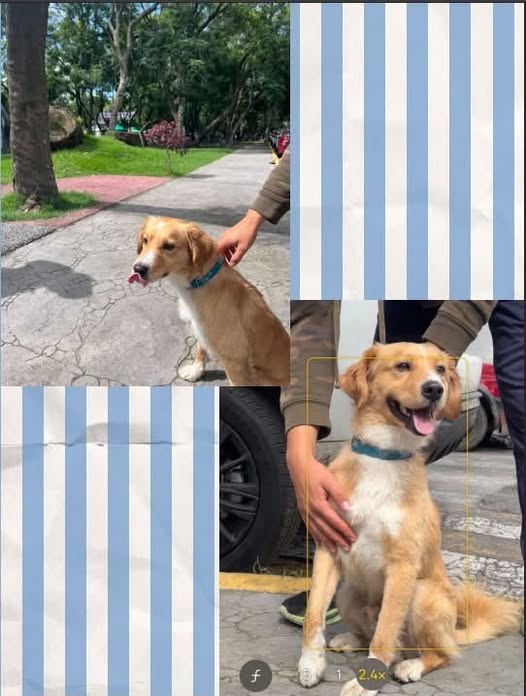 Foto del avistamiento de perro