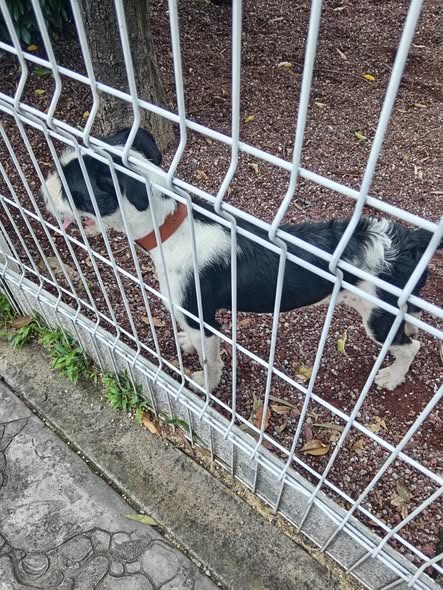 Foto del avistamiento de perro